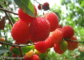 秦姑娘杨梅采摘