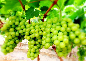 众果富硒葡萄采摘园
