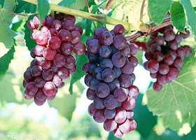 万果果园葡萄采摘