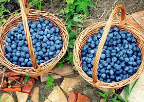 沈阳宝石皇冠蓝莓庄园