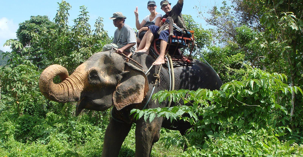 骑大象1小时 山顶大佛 猴子表演 成人票