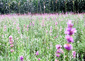 凤凰尾薰衣草观光园