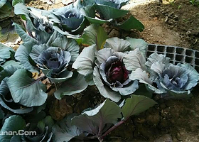 赛得•金角农业生态园