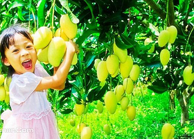 田阳布洛陀芒果风情园