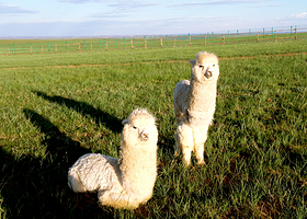 鼎梁羊驼主题乐园