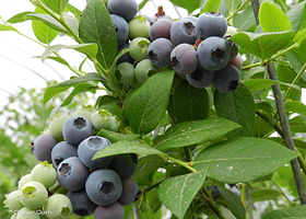 青岛沃苑蓝莓园