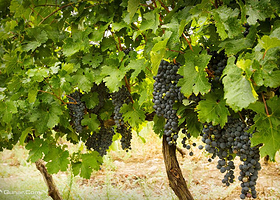 邛崃红珊瑚南河葡萄园