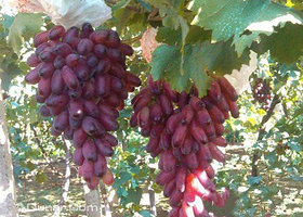 北京延庆千亩葡萄基地