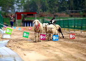 棋盘山动物竞技乐园