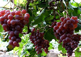 有机葡萄采摘园