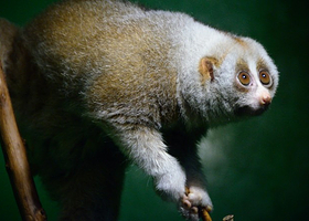 西安曲江两栖爬行馆