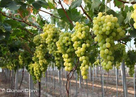 玉桂葡萄园（周口西华县）