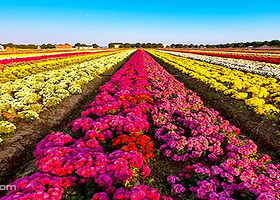 上海松江菊花文化节