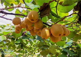 南京绿航猕猴桃采摘节