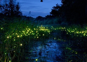 沙巴莹河红树林