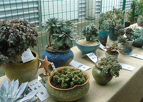 上海多肉植物展