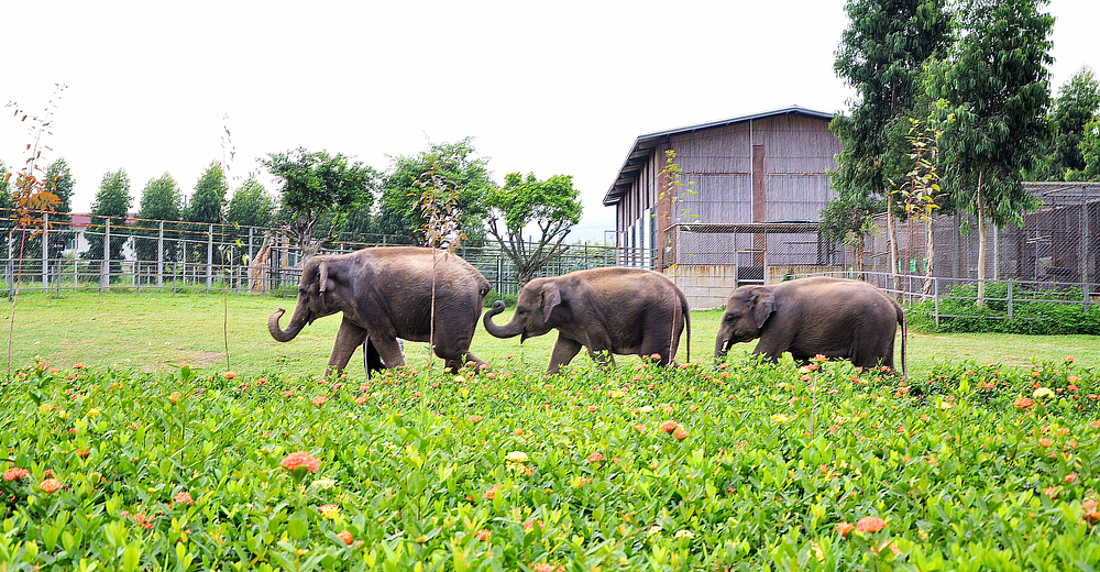 東莞香市動物園門票(10位以上 景區售票窗口現取票)