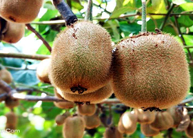 南京绿航生态农业园