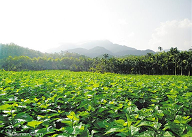 琼中湿地生态园