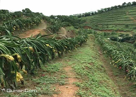 大浪绿道火龙果采摘园