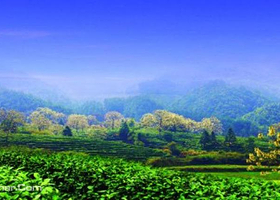 祥源祁门红茶文化旅游景区