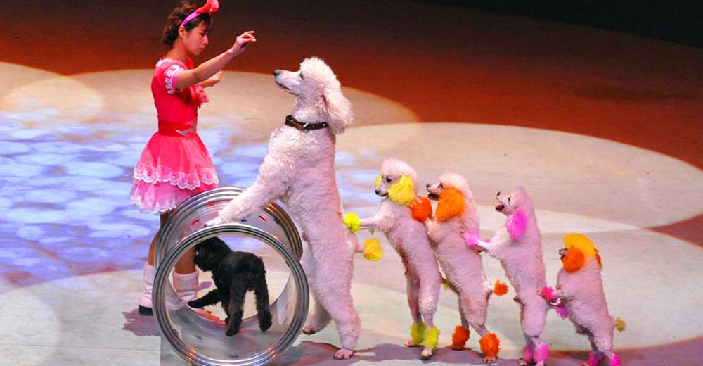 上海马戏城欢乐马戏ad区160档1400场