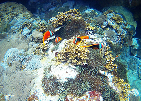 兰屿吉米探险家