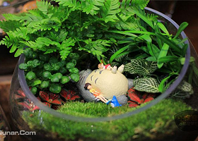 小浣熊的花花草草(霄云路店)