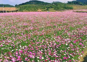 连州薰衣草世界