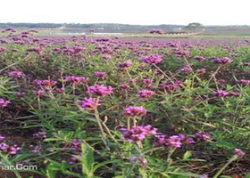 江夏薰香悦花卉世界