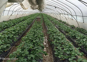 同里金红牛奶油草莓园