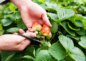 广州兴旺草莓园（渔东路园）