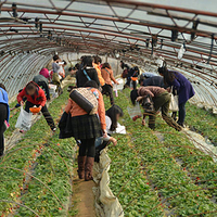 荣成崂山草莓采摘生态园