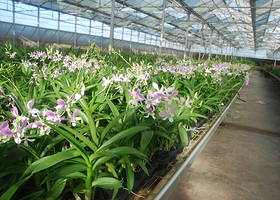 海口柏盈兰花基地