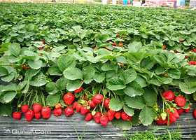 大连金州老李富硒草莓采摘园