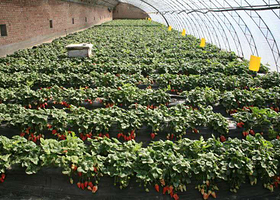 盖州双台子天泽园草莓采摘园