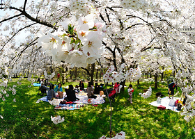 河南长葛音乐樱花节