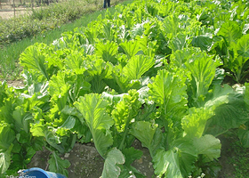 爱上农园休闲俱乐部