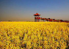 荆门沙洋油菜花
