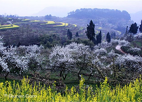 綦江梨花山