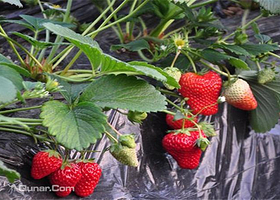 旅顺老铁山久久草莓采摘园