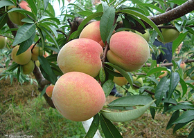 东西湖桃李采摘园