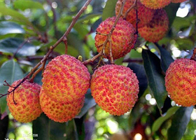 增城荔枝文化村