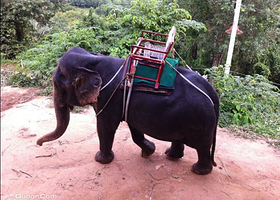 甲米沙发里乐园