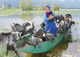 大理上关鱼鹰表演