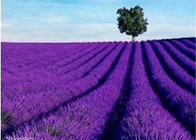 郑州拉维斯梦幻嘉年华