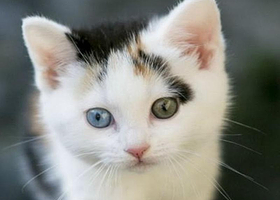 上海喵星人侵占地球展