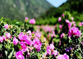 玫瑰花谷景区