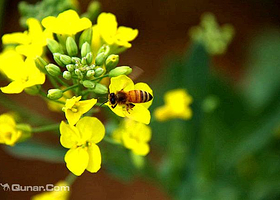 大连裴村花海油菜花田风景区