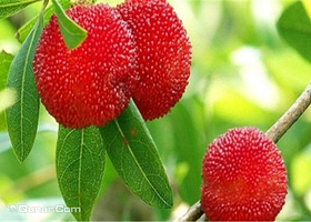 梁弄邱家杨梅生态园